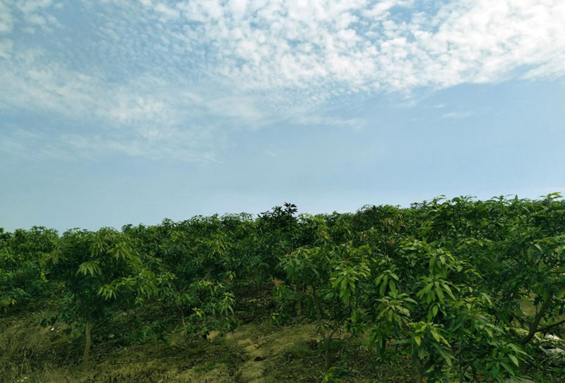 愛普豐澤晟華：為農(nóng)服務(wù)，我們是快樂的